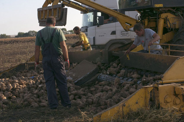 МУКЕ ПРОИЗВОЂАЧА ШЕЋЕРНЕ РЕПЕ: Трулеж односи зараду